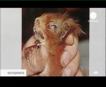 euronews haige orav reformierakond reklaam plakat seagripp